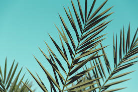 Palm Sunday Worship Service (9:30 AM) - March 25th