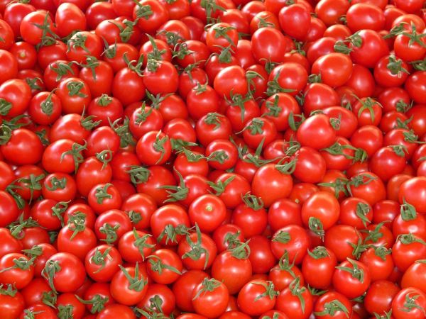 End of Harvest Garden Update